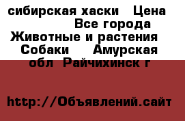 l: сибирская хаски › Цена ­ 10 000 - Все города Животные и растения » Собаки   . Амурская обл.,Райчихинск г.